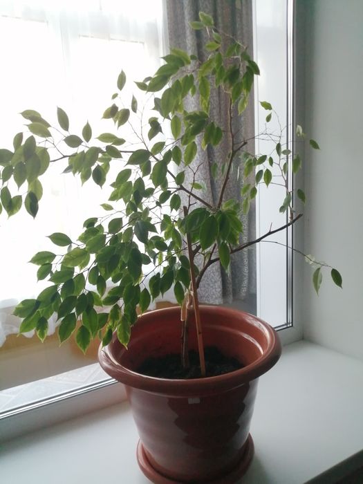 Продаю домашние цветы