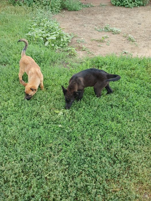 Продам щенков немецкой овчарки