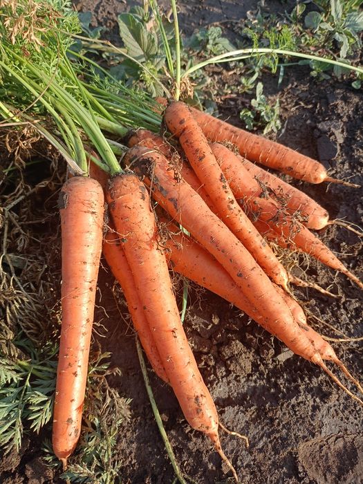 Vând Pătrunjel morcov păstârnac ceapa