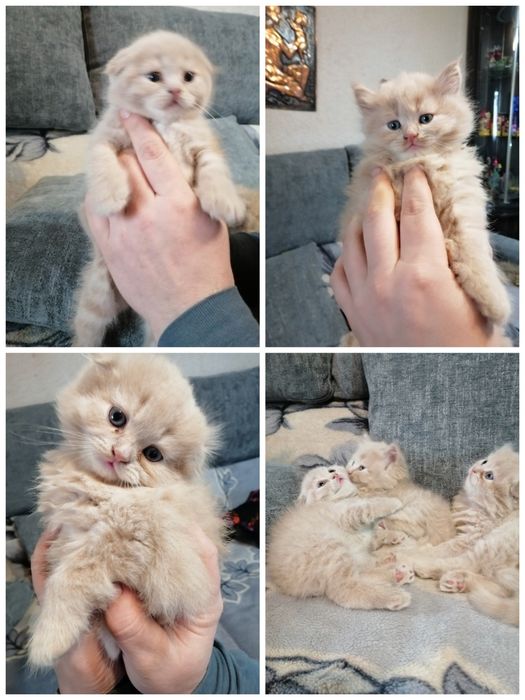 Продаются котята красавчики