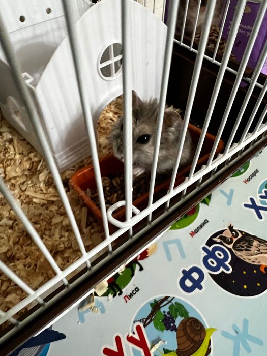 Продам клетку для хомяка