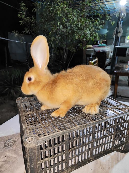 Продается кролики разных пород Xar xil turdagi quyon zotlari