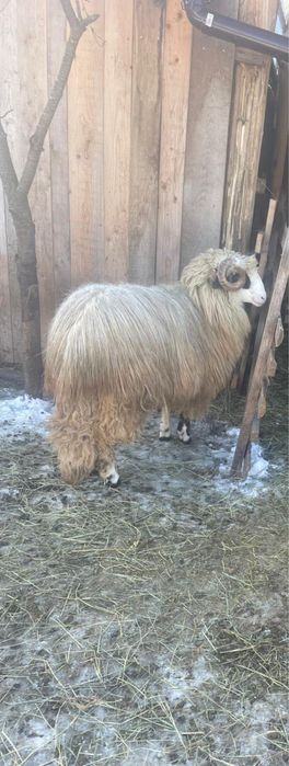 Vând noatin bun pentru ținut