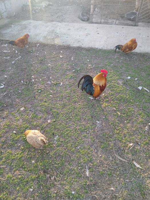 Декоративни кокошки и петли