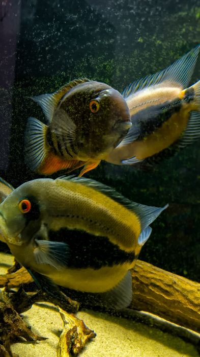 уару клинопятнистая