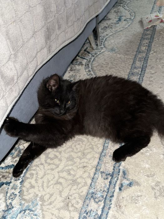 Пропал чёрный пушистый кот (Алга, Актобе)