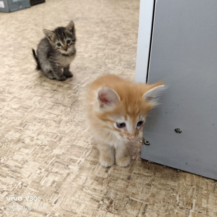 Отдам Котят добрые руки