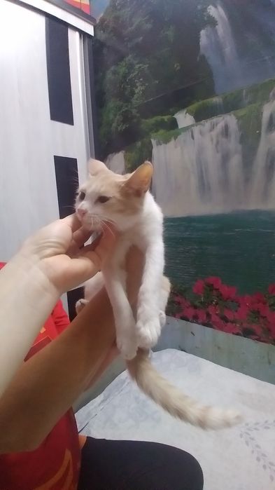 Котята в добрые руки! 4месяца