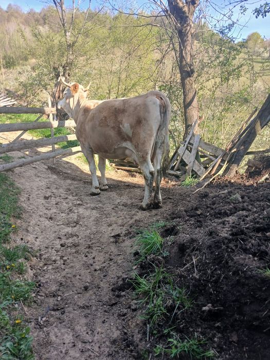 Vând vaca cu vitea