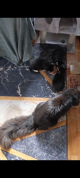 котята Мейн Кун 65 тыс.