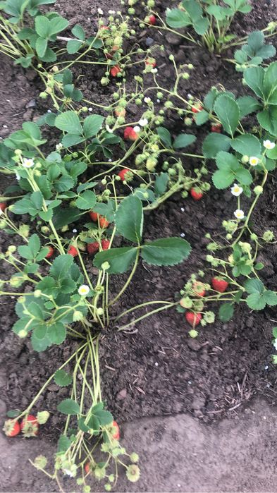 Картошка домашняя продам.