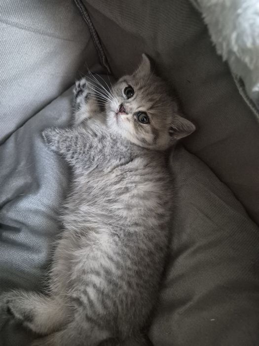 Продам шотландских котят
