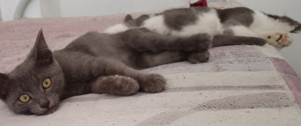 Котята бесплатно