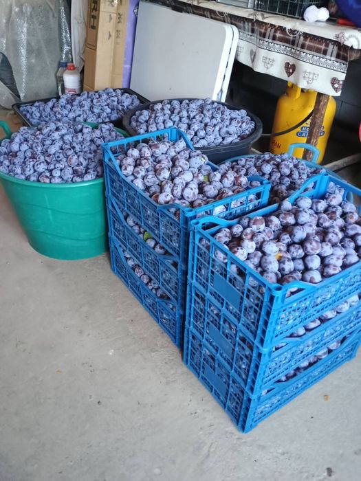 Vând prune pentru pălincă și GEM livram oriunde în țară pentru relații sunați la Nr de telefon 0727690256