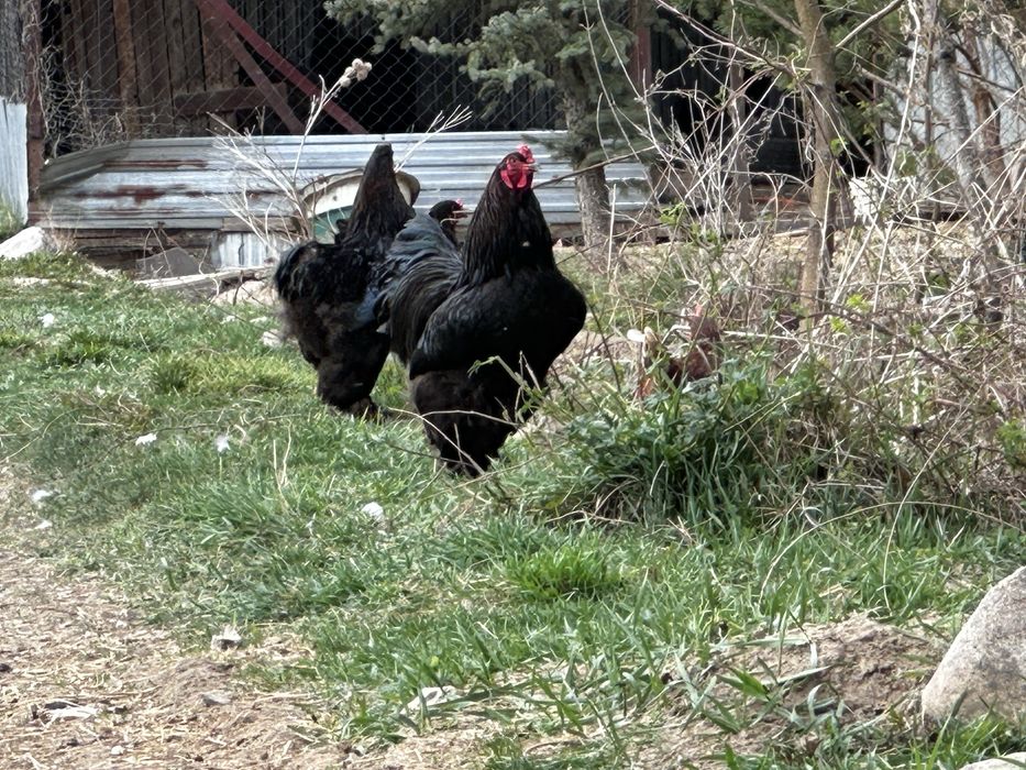 Петухи брама молодые