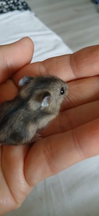 Ofertă! 2 hamsteri 50 lei!