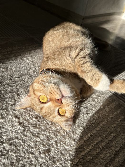 Отдам кошку бесплатно