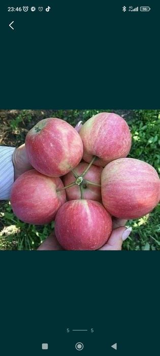 Шредер агро интинсив кучатлар