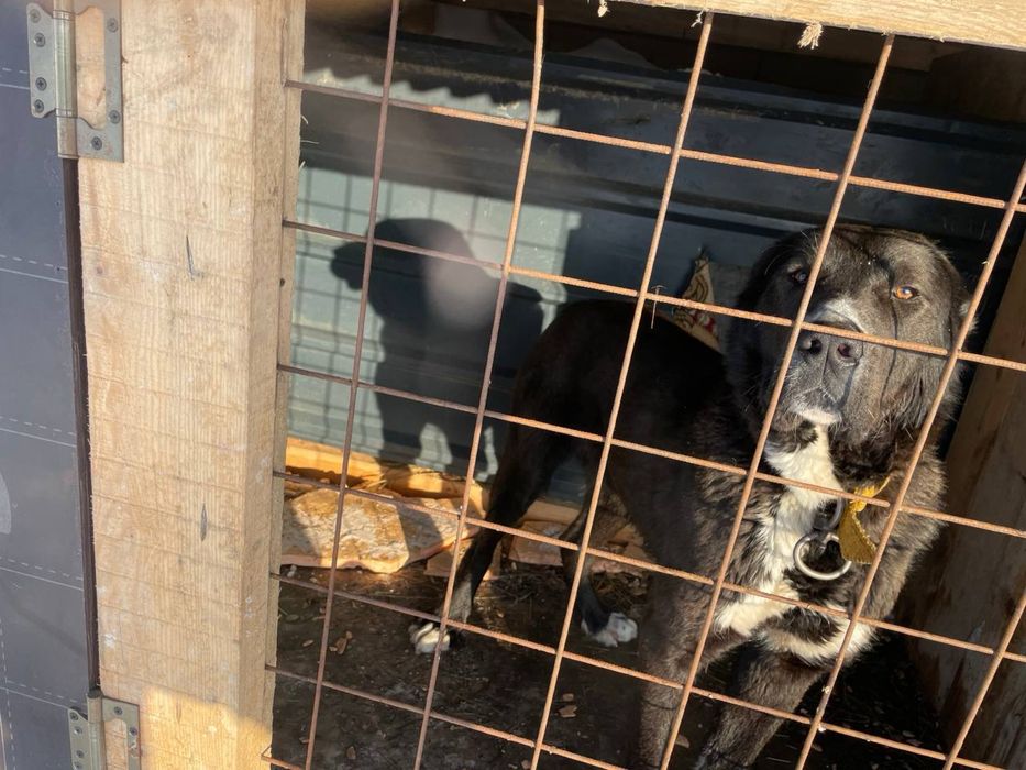 Күшік төбет 2 айлық үрғашы