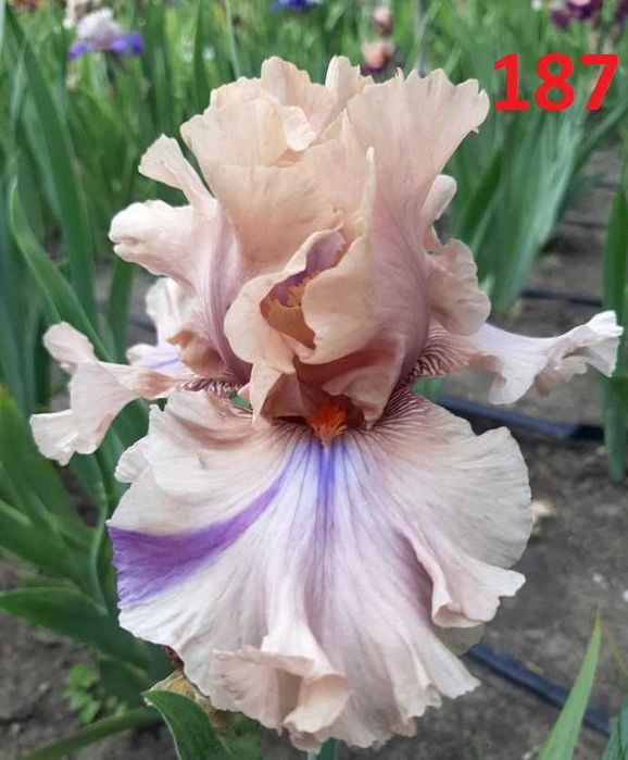 Сортови вискоки ириси /брадати ириси