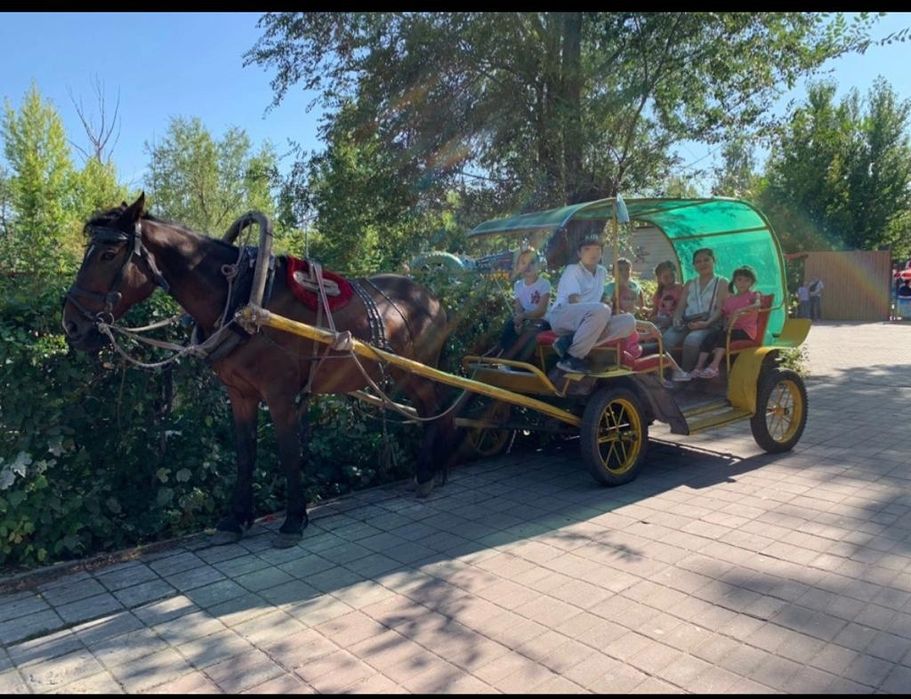 Продам супер лошадь обученный ,