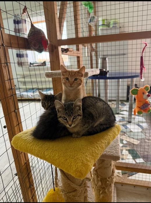 Отдам в  добрые руки