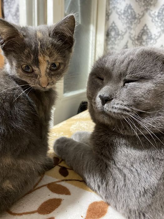 Котенок девочка, полубританка