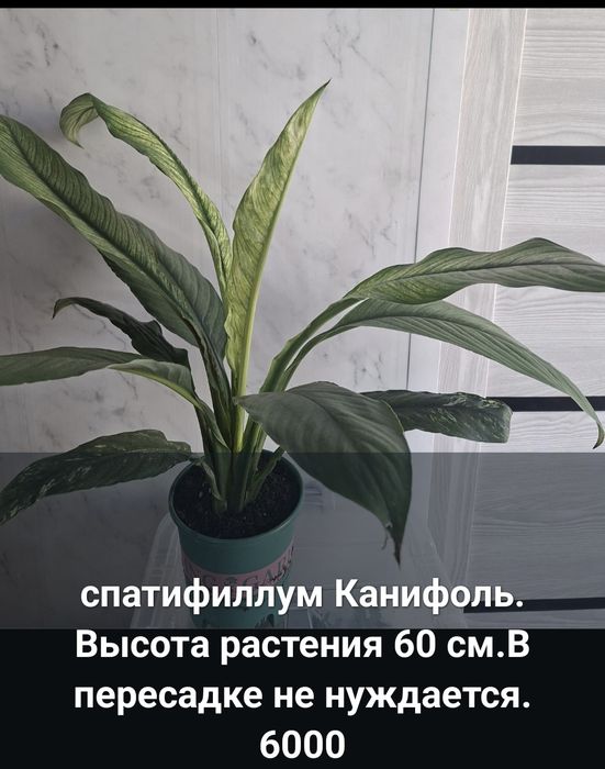 Продам комнатные цветы.