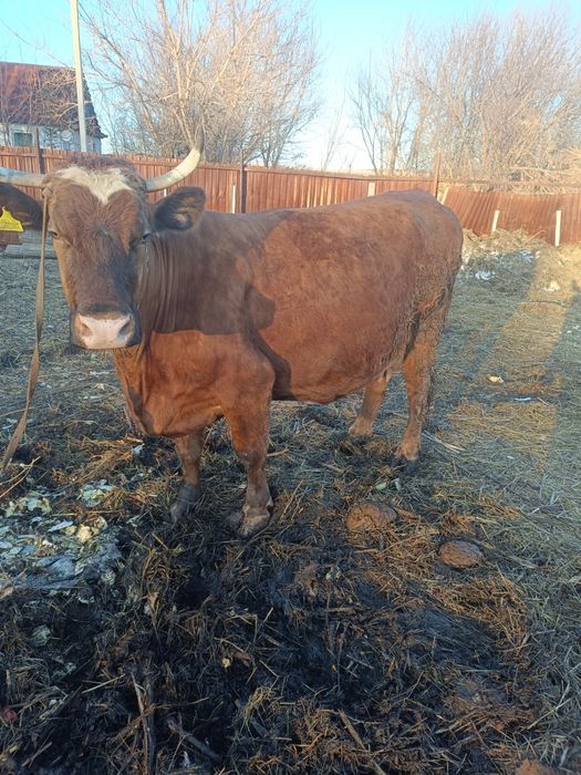 Продам корову 7 лет