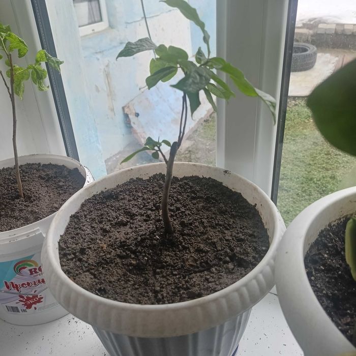 Карликовая хурма Нанус