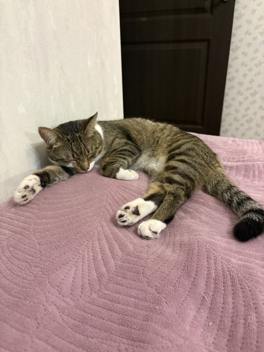 Отдам кота в хорошие руки