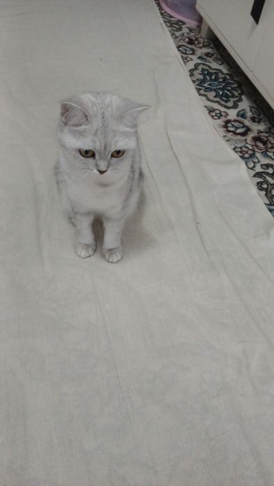 Шиншилла чистокровная