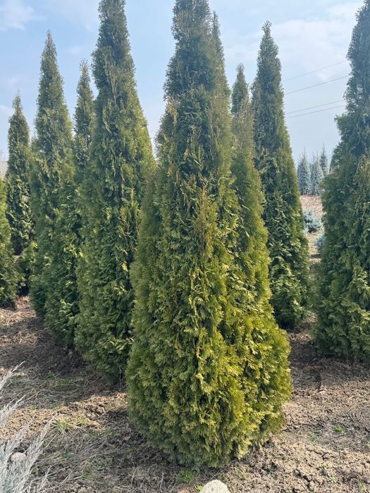 Туя Смаграгд 150-160 см
