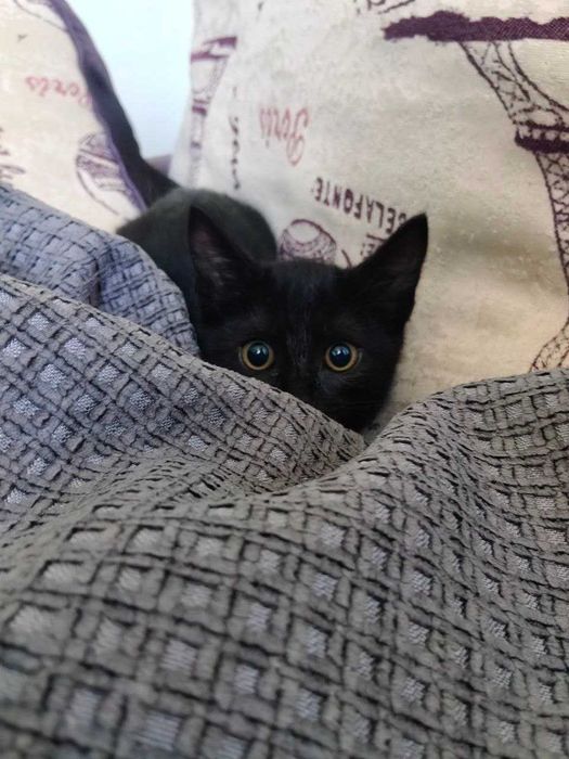 Котенок маленький