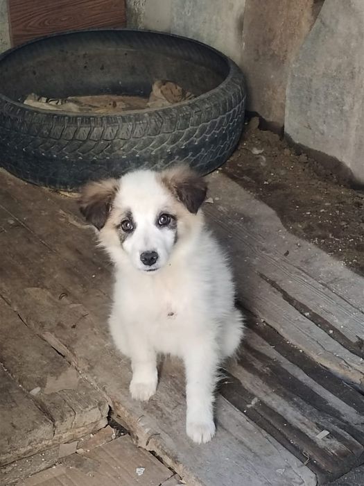 Отдам щенят  в добрые руки