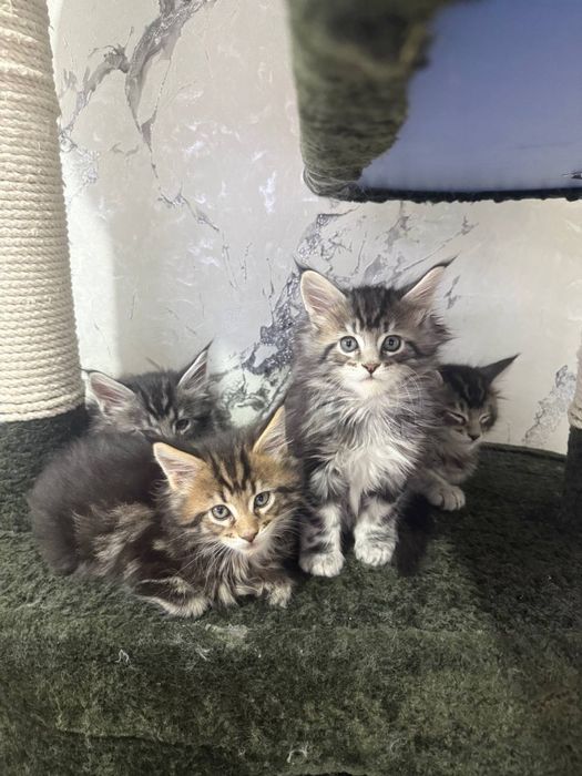 Элитные котята Maine Coon от чистокровных родителей