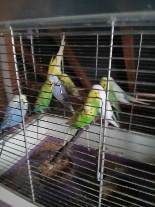 vand perusi pereche sau la bucata