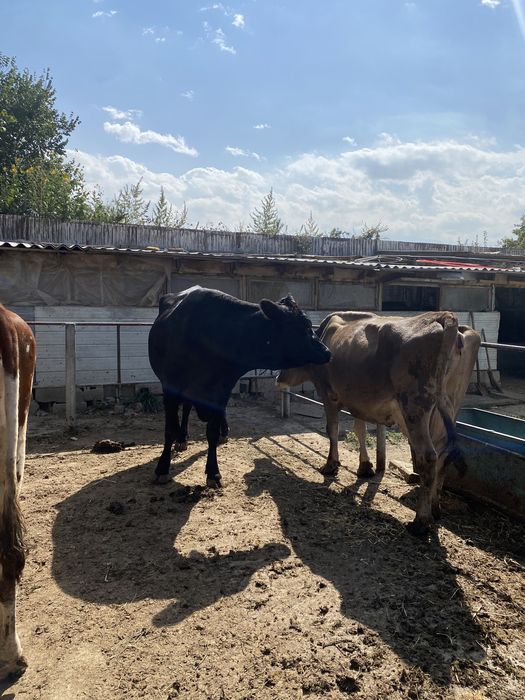 Продам племеных коров