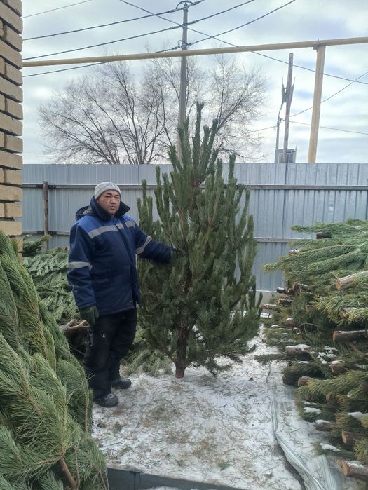 Новогодние ёлочки