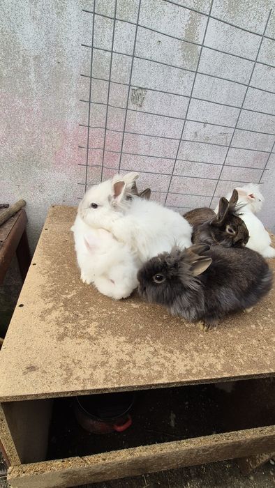 Iepurite  cap de leu