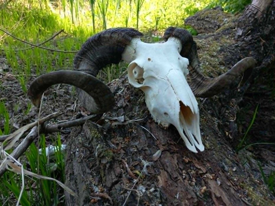 trofeu-trofee-craniu-coarne de berbec negru