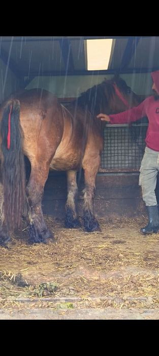 Vând un mânz frumos de un an și două luni