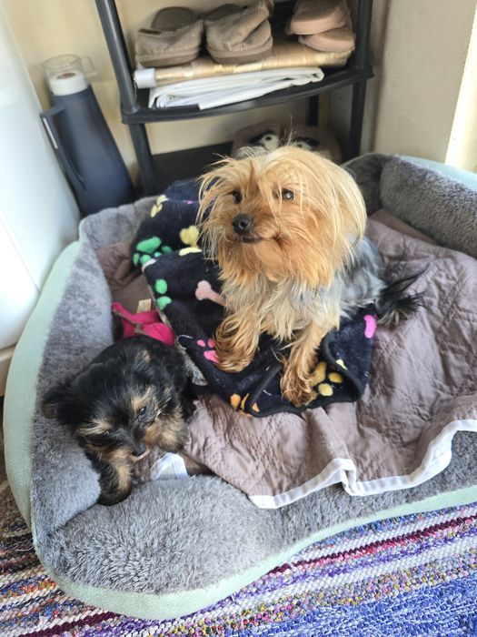 Женско мини йорки