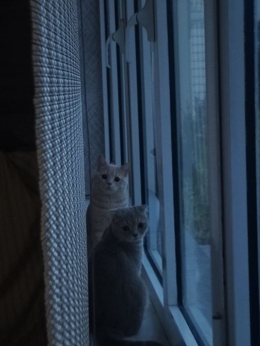 Тозза Scotish Fold Straight тогри вязкадан тугилган