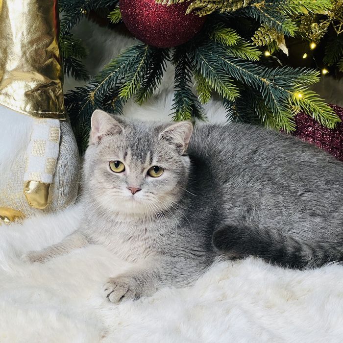 Британская девочка