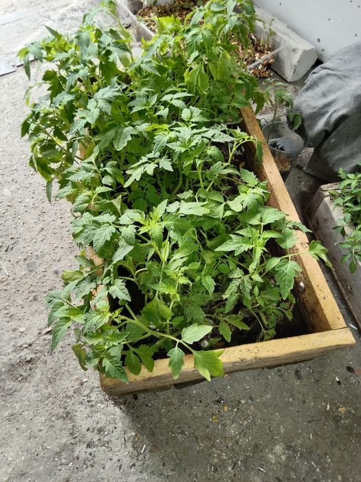 Продам рассады разные сорты