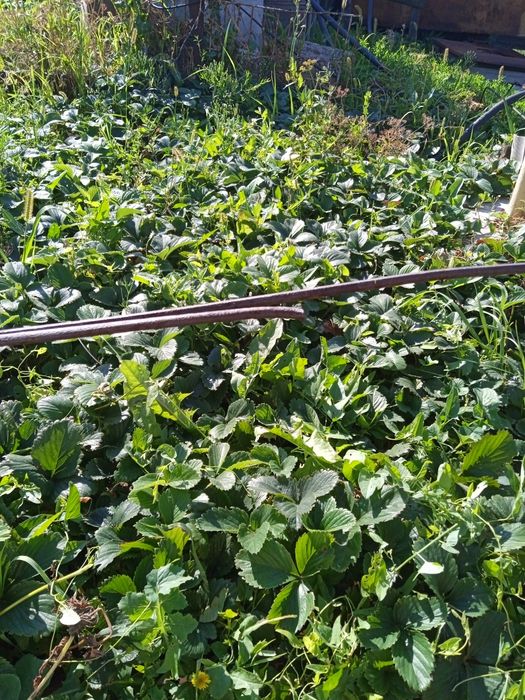 Продам пучоки клубники