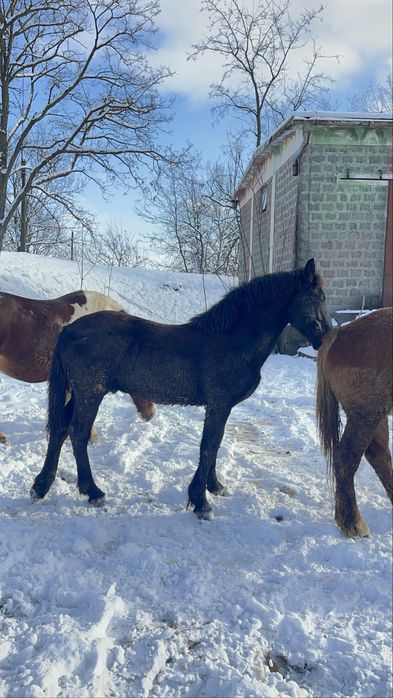 Mânz Barok Friz 10 luni