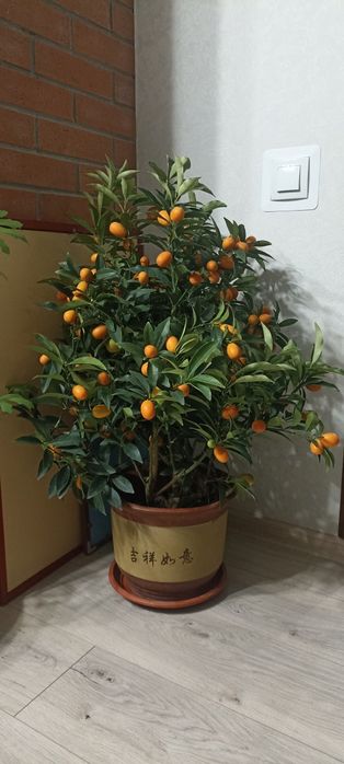 Кумкват . Цитрусовые лимон мандарин лайм