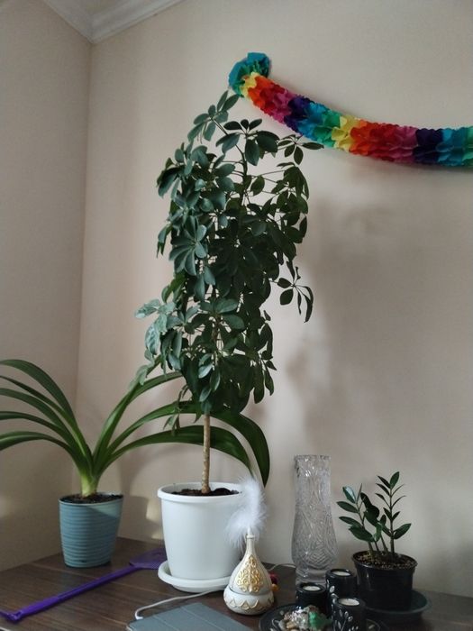 Комнатные растения